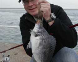 black bream von mole.JPG